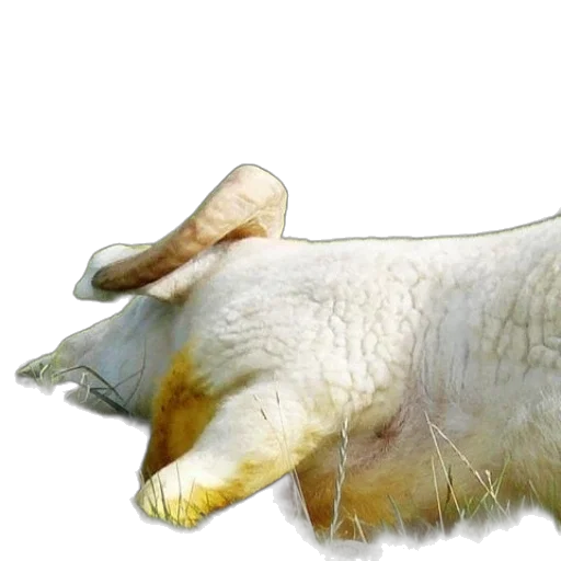animal, creature, hair, food transparent PNG cut-out