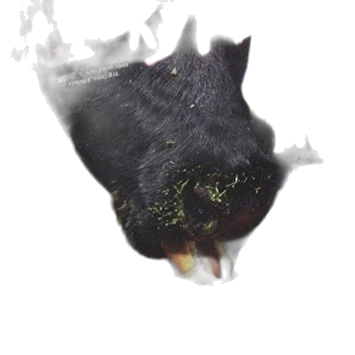 mask, dragon, creature, animal transparent PNG cut-out