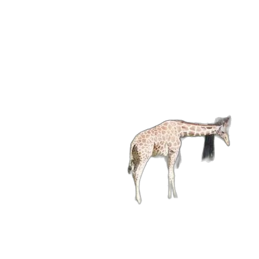 animal, creature, furniture, hair transparent PNG cut-out