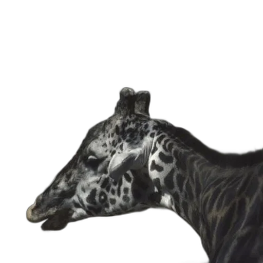 animal, crown, creature, mask transparent PNG cut-out