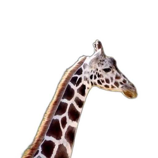 animal, staff, creature, jewelry transparent PNG cut-out