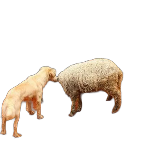 animal, food, creature, 3d render transparent PNG cut-out