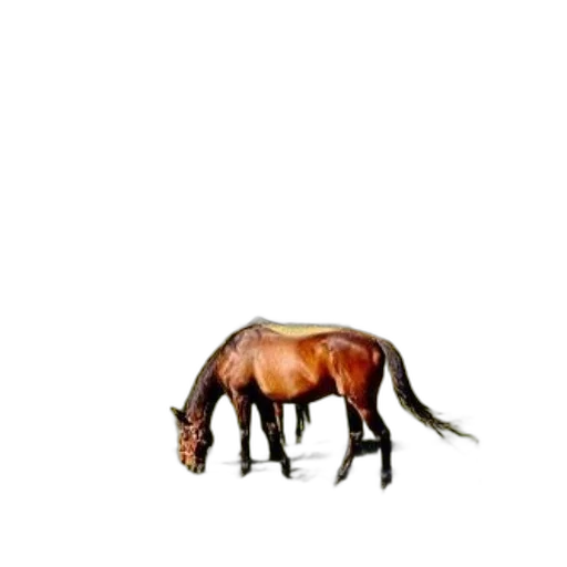 animal, creature, hair, hat transparent PNG cut-out