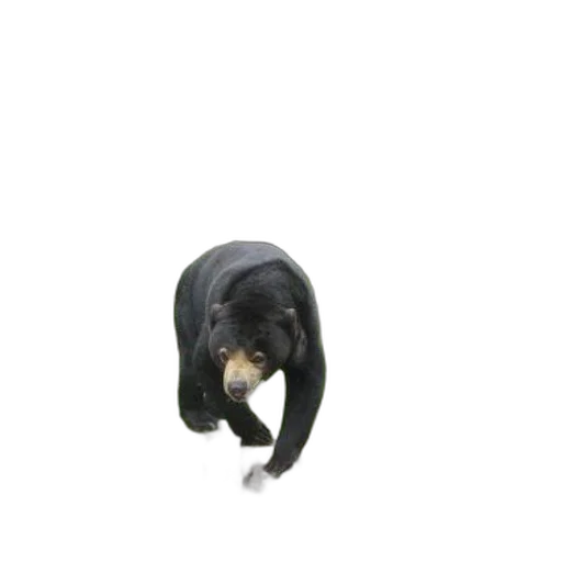 animal, creature, staff, hat transparent PNG cut-out