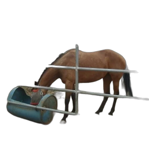 weapon, animal, staff, sword transparent PNG cut-out