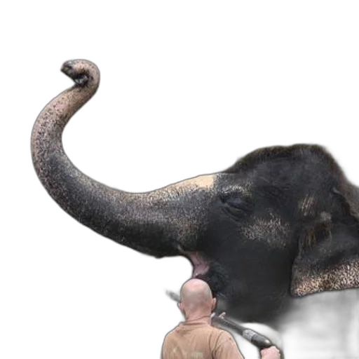 animal, creature, staff, hat transparent PNG cut-out