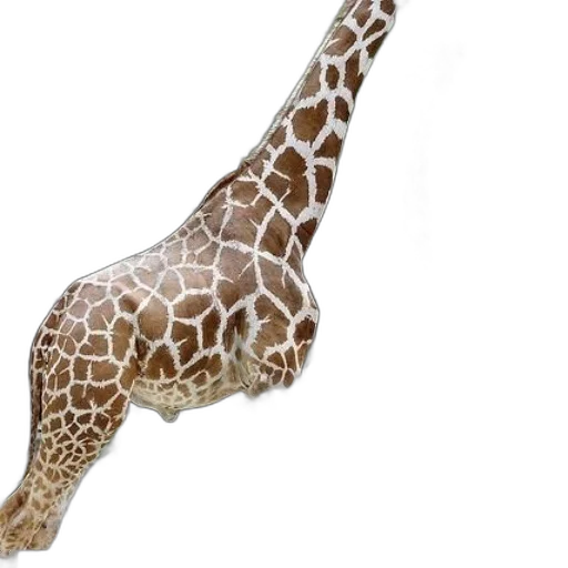 animal, shoes, umbrella, creature transparent PNG cut-out