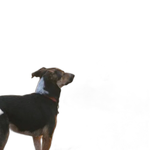 animal, staff, creature, fog transparent PNG cut-out