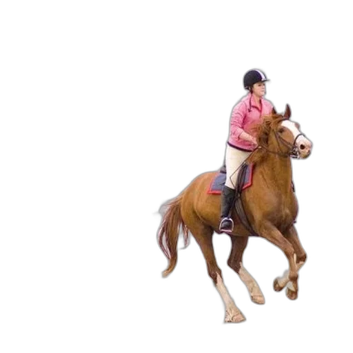 animal, creature, jacket, photorealistic transparent PNG cut-out