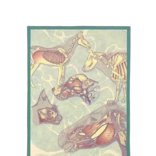jewelry, animal, umbrella, mask transparent PNG cut-out