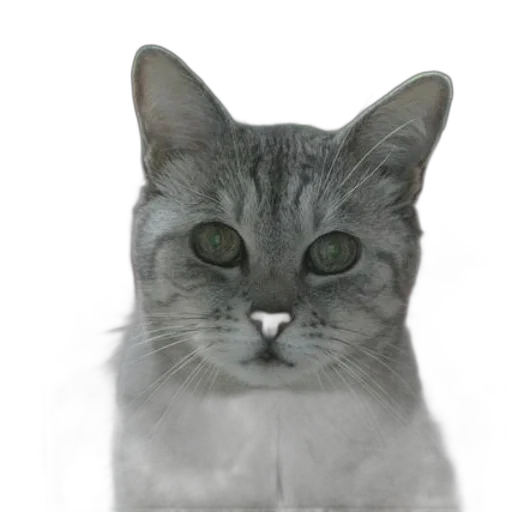 animal, face, staff, creature transparent PNG cut-out
