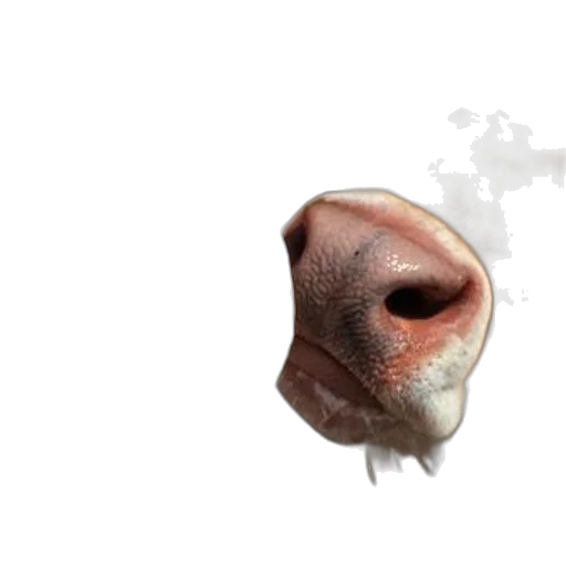animal, face, creature, mask transparent PNG cut-out