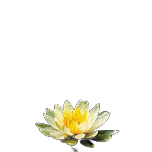 flower, jewelry, crown, staff transparent PNG cut-out