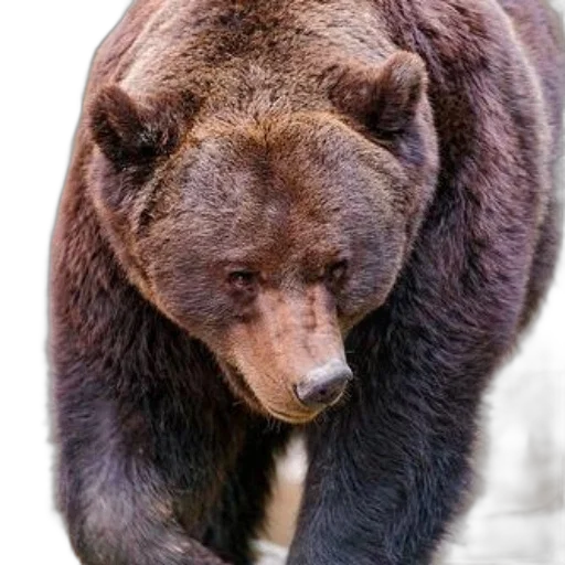 animal, creature, face, staff transparent PNG cut-out