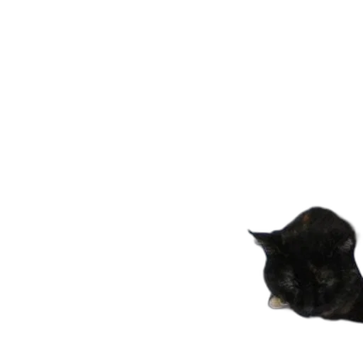 animal, staff, creature, hat transparent PNG cut-out