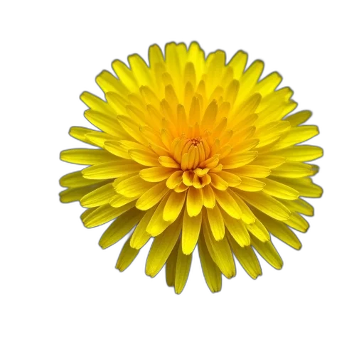 flower, crown, jewelry, staff transparent PNG cut-out