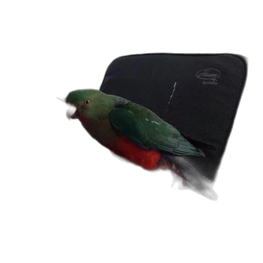 hat, animal, weapon, car transparent PNG cut-out