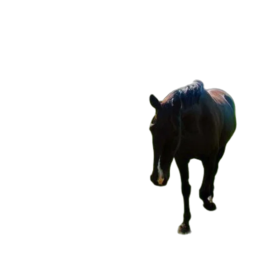 animal, creature, hat, crown transparent PNG cut-out