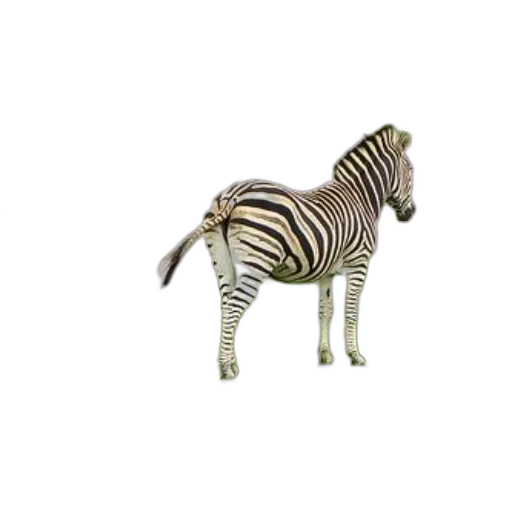 animal, creature, furniture, jewelry transparent PNG cut-out