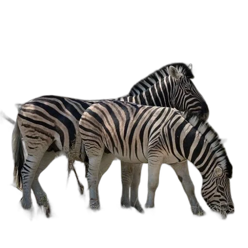 animal, creature, furniture, 3d render transparent PNG cut-out