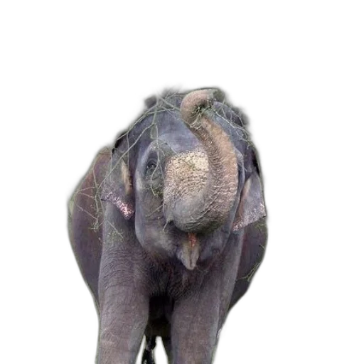 animal, creature, staff, face transparent PNG cut-out