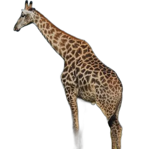 animal, creature, staff, jewelry transparent PNG cut-out