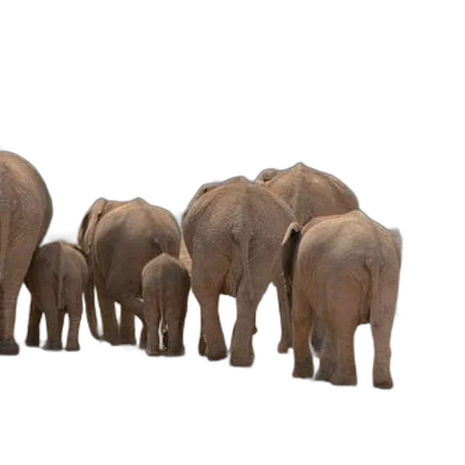 animal, concept art, 3d render, herd transparent PNG cut-out