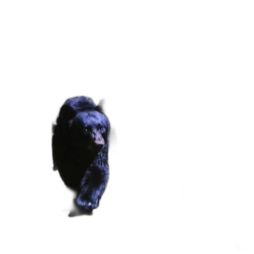 animal, mask, creature, crown transparent PNG cut-out