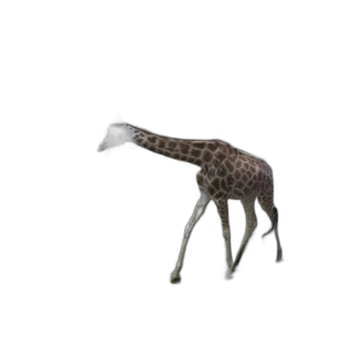 animal, creature, hat, staff transparent PNG cut-out