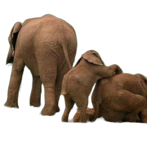 animal, 3d render, photorealistic, concept art transparent PNG cut-out