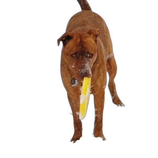 staff, animal, weapon, creature transparent PNG cut-out