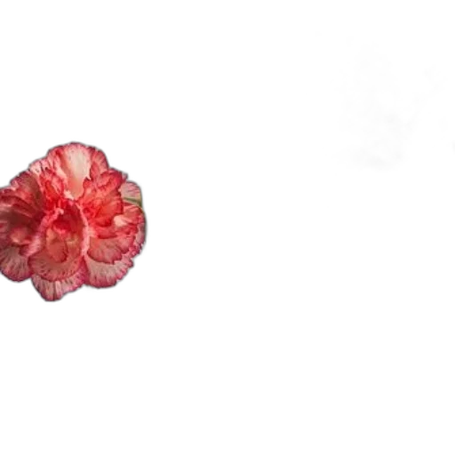 flower, crown, jewelry, hair transparent PNG cut-out