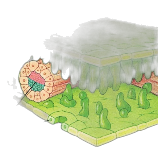 dragon, concept art, 3d render, pixel art transparent PNG cut-out