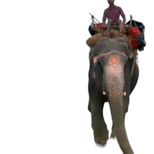 animal, creature, car, staff transparent PNG cut-out