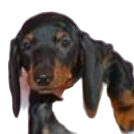 animal, creature, staff, face transparent PNG cut-out