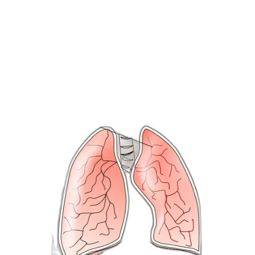 jacket, mask, food, face transparent PNG cut-out
