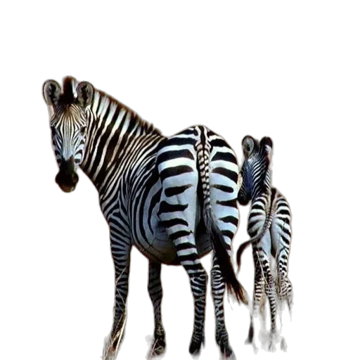animal, creature, jewelry, staff transparent PNG cut-out