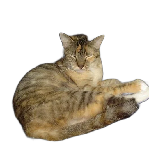 animal, staff, creature, jewelry transparent PNG cut-out