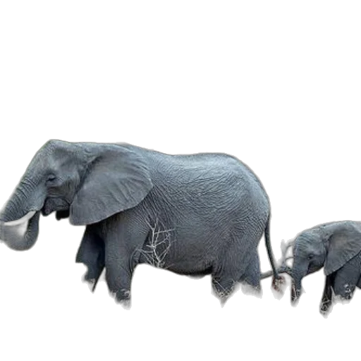 animal, creature, concept art, 3d render transparent PNG cut-out