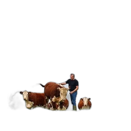 animal, staff, furniture, creature transparent PNG cut-out