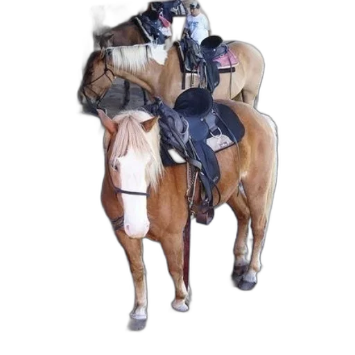 jacket, animal, weapon, mask transparent PNG cut-out