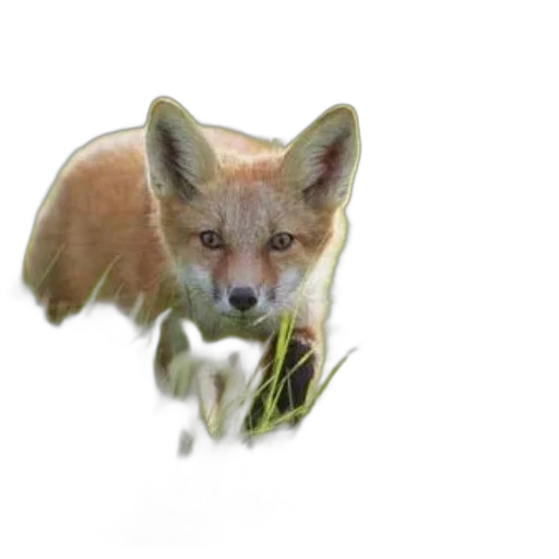 animal, creature, face, weapon transparent PNG cut-out