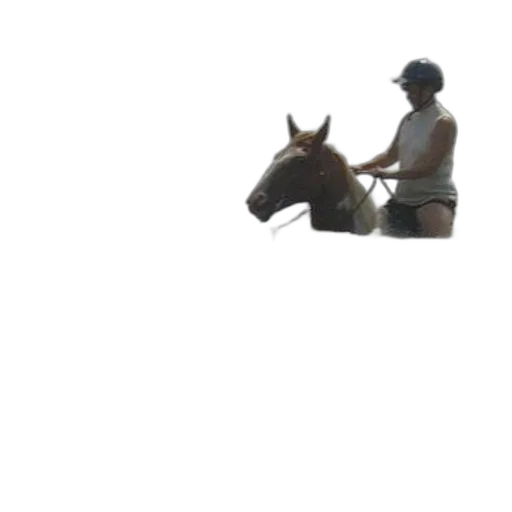 animal, staff, hat, creature transparent PNG cut-out