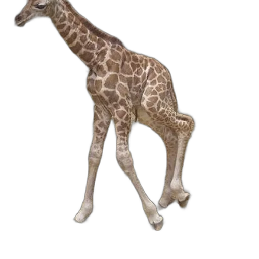 animal, creature, staff, jewelry transparent PNG cut-out