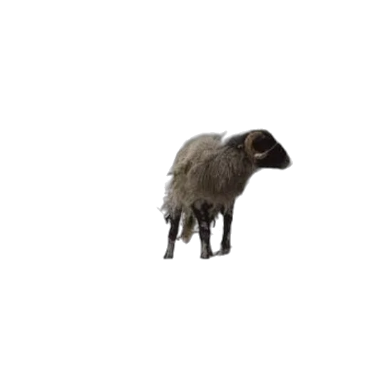 animal, creature, hair, hat transparent PNG cut-out