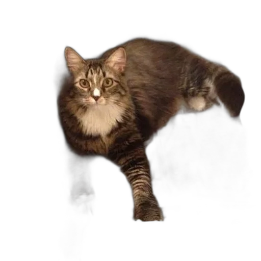 animal, creature, staff, hair transparent PNG cut-out