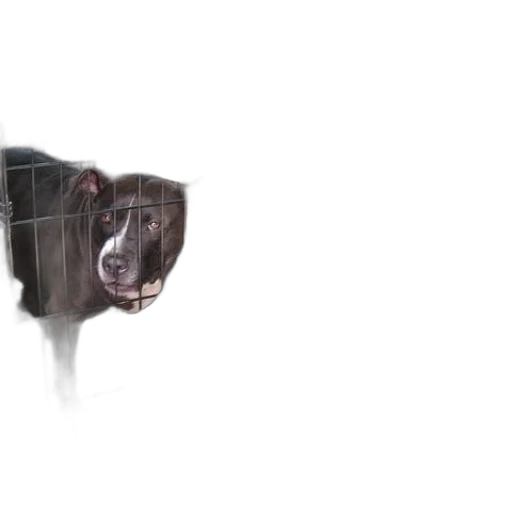 animal, creature, face, mask transparent PNG cut-out