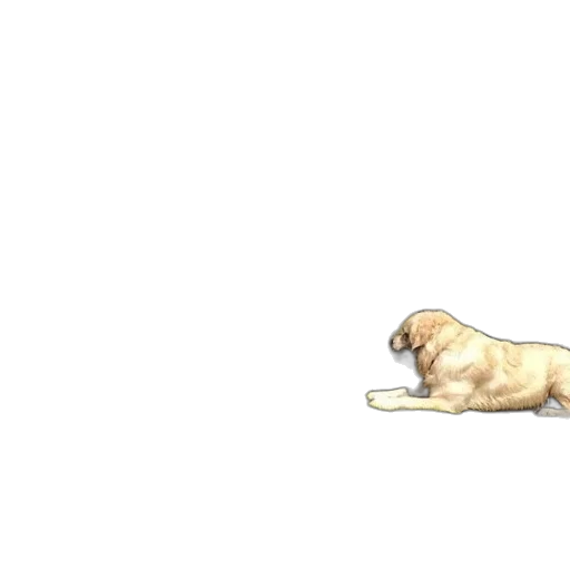 animal, food, creature, weapon transparent PNG cut-out