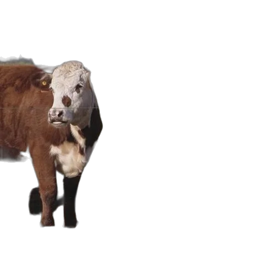animal, creature, hair, 3d render transparent PNG cut-out