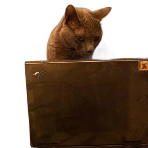 animal, staff, creature, furniture transparent PNG cut-out